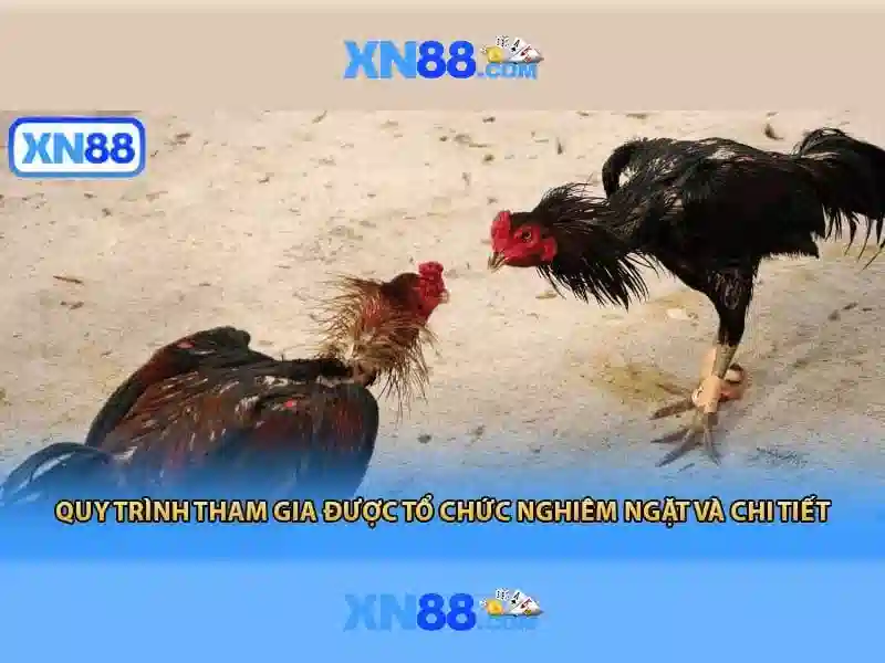xn88 - một cái nhìn tổng quan