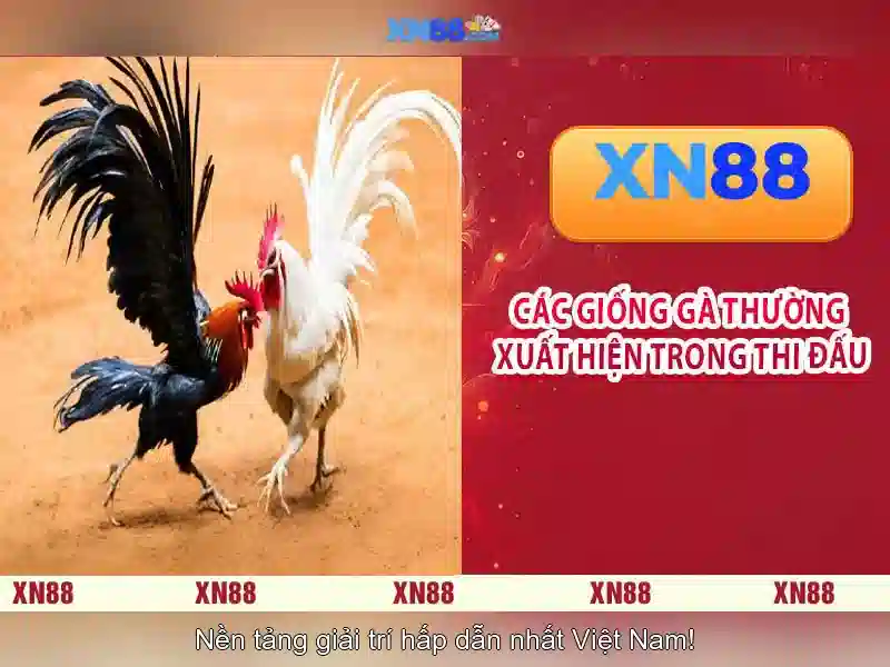 xn88 - Nền tảng cược trực tuyến phổ biến