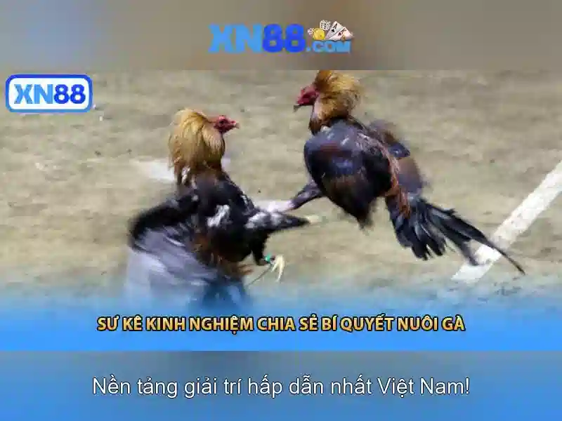 xn88: Tổng quan về nền tảng chơi game trực tuyến và đánh giá