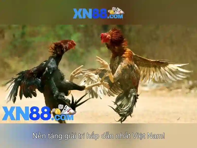 xn88 – Tổng quan về nền tảng giải trí và cá cược trực tuyến